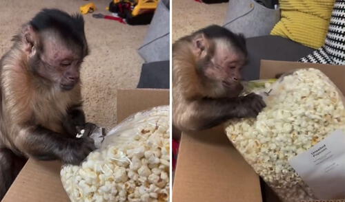 Desliza hacia la izquierda para ver más detalles sobre esta singular escena. Foto: captura de TikTok Mono bebé recibe cajas de su golosina ‘favorita’ y se apresura en probarla