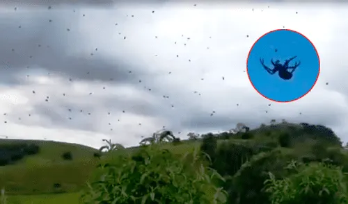 YouTube viral: plaga de insectos 'cae del cielo' y usuarios piensan que el apocalipsis llegó [VIDEO]