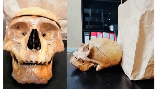 Buscan a pasajero que olvidó un cráneo en el Corredor Rojo