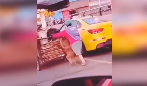 Desliza las imágenes para apreciar la emotiva escena entre una señora junto a su perro que la acompaña en su trabajo. Foto: captura de TikTok TikTok viral: perro acompaña a su dueña para ayudarla en sus labores todos los días
