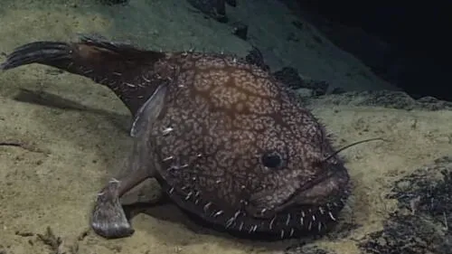 Es la primera vez que encuentran al pez rape en las profundidades del Golfo de México. Foto: NOAA's