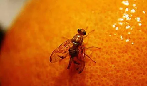 Estas acciones se realizan permanentemente, en beneficio de más de 4 mil productores de palta, mango, uva, arándanos