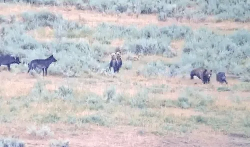 La sorprendente reacción de una osa para proteger a sus crías de una manada de lobos [VIDEO]
