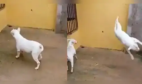 Facebook: perros pitbull sorprenden a miles al realizar pasos de break dance [VIDEO]