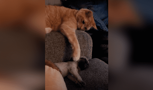 Facebook viral: pequeño perro se queda dormido y gato tiene amoroso gesto al darle unas caricias [VIDEO]