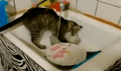 YouTube viral: Joven llega a su casa y descubre a gato realizando la limpieza del hogar [VIDEO]