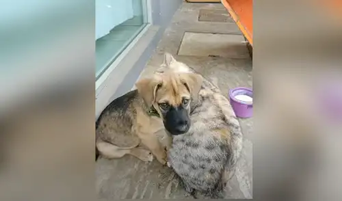 YouTube viral: perro y gato se convierten en ‘mejores amigos’ y escena enternece a miles