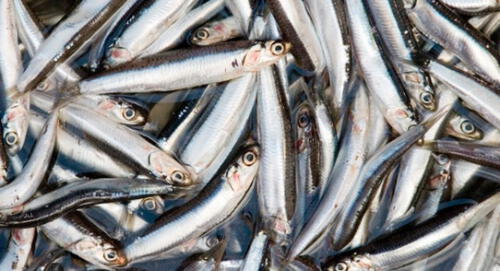 Pesquería y acuicultura en investigaciones científicas