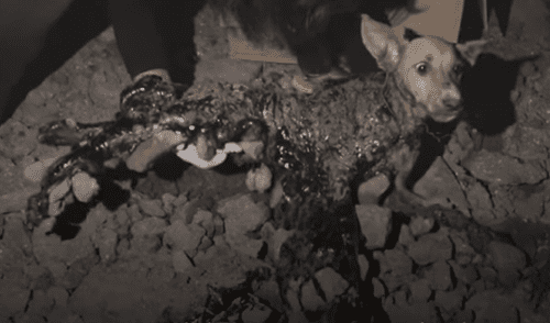YouTube viral: encuentran a perritos atascados en capas de brea, lo rescatan y les salvan la vida