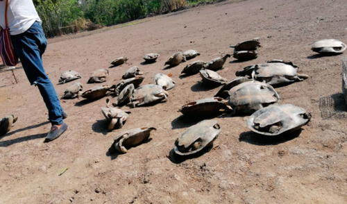 Tráfico de tortugas