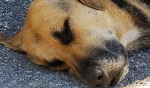 Delincuentes balean a perro para robar a una pareja de ancianos