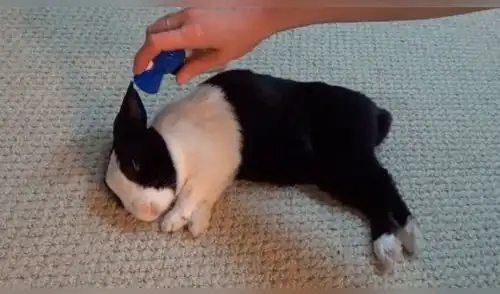 YouTube viral: Tierno conejo es despertado con una corneta y su reacción cautiva YouTube viral: Tierno conejo es despertado con una corneta y su reacción cautiva