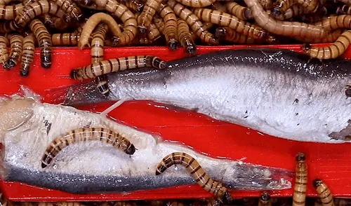YouTube: Lanzan comida en lata dentro de envase con supergusanos carnívoros y sucede algo inesperado [VIDEO]