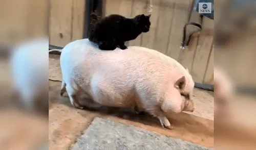 Facebook viral: gato utiliza el lomo de enorme cerdo para transportarse y son descubiertos por su dueño [VIDEO]