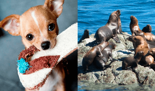 Facebook: perro chihuahua tiene épica pelea con lobos marinos en medio del océano [VIDEO]