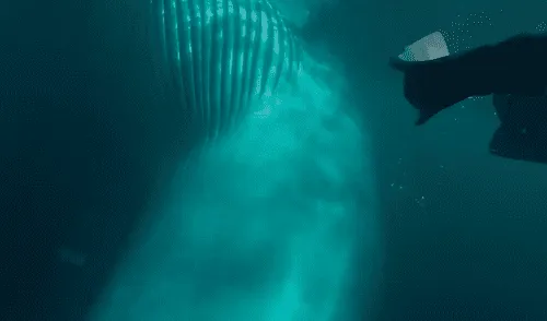 YouTube viral: captan la rápida acción de un buzo para evitar que una enorme ballena lo engulla [VIDEO]