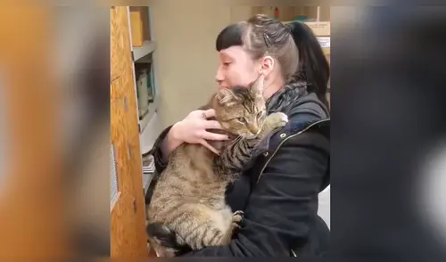 Facebook: La reacción de un gato en adopción tras ser acariciado conmueve a miles