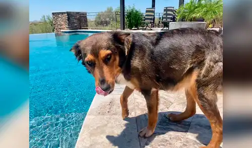 Desliza las imágenes para conocer el conmovedor gesto de una perrita al acoger a unos gatos recién nacidos. Foto: captura de Facebook Facebook viral: Perrita adopta tres gatitos huérfanos luego de perder a sus crías