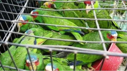 Viajó de España a Puerto Rico con 32 aves vivas dentro de equipaje de mano