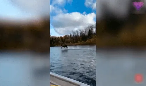 Desliza las imágenes para ver corriendo al alce sobre las aguas del lago en Alaska. Foto: captura de YouTube