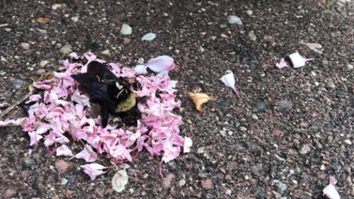 Facebook: hormigas realizan un emotivo funeral a una abeja reina [VIDEO]