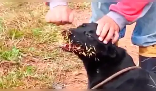 Facebook: perros atacan a un puercoespín y se llevan la peor lección de todas