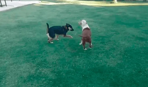 Perrito héroe salva a su compañera ciega de morir ahogada en una piscina