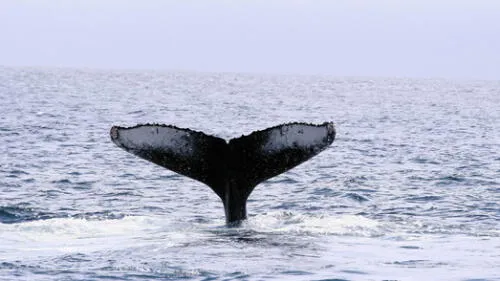 Japón podría retirarse de comisión internacional para poder a volver cazar ballenas