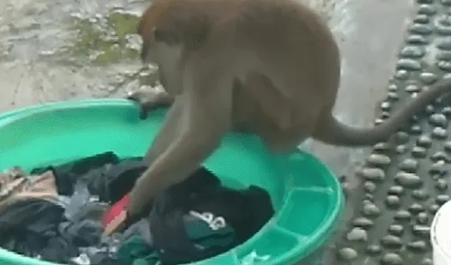 Facebook viral: mujer queda sorprendida al encontrar a un mono restregando su ropa