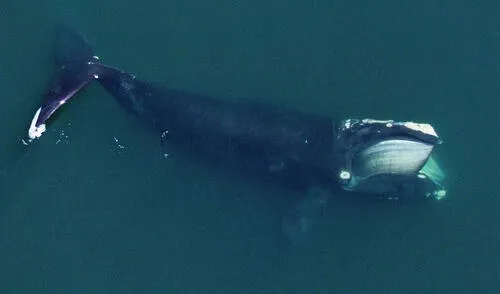 Una ballena franca del Atlántico norte alimentándose en Cape Cod Bay. Foto: Michael Moore and Carolyn Miller Una ballena franca del Atlántico norte alimentándose en Cape Cod Bay. Foto: Michael Moore and Carolyn Miller