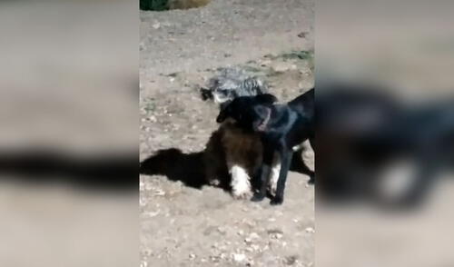 TikTok viral: perro se topa con unos músicos en la calle y llama a su ‘pareja’ para que puedan verlo juntos [VIDEO]