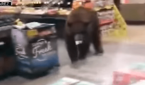 Osos pardos entran a dos tiendas y espantan a los trabajadores para comer dulces