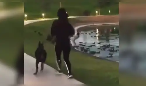 Facebook: Perro dejó en ridículo a su dueña tras querer atrapar unas palomas