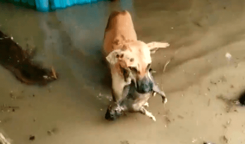 Perrita arriesga su vida para rescatar a su cachorro de una devastadora inundación [VIDEO]