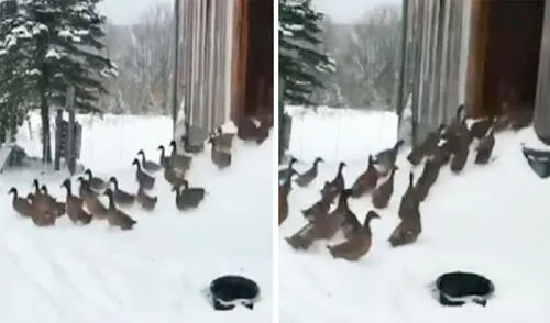 Facebook viral: patos salen a tocar la nieve, pero cambian de idea y regresan a su recinto
