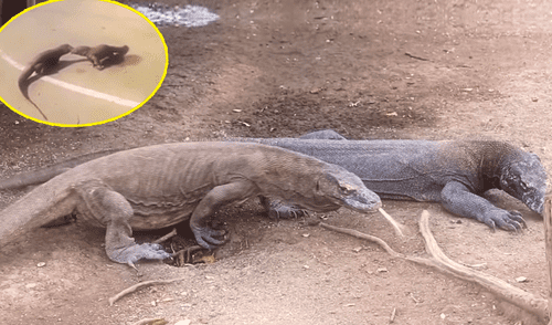 YouTube viral: increíble pelea de dos lagartos paralizó el tráfico de una ciudad [VIDEO]