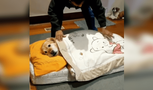 Regresa a casa y descubre a su papá cuidando a su perro como si fuera un bebé [VIDEO]