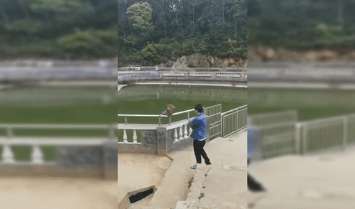 YouTube Viral: Mono enfurece con niño que lo empujó al agua y le da fuerte susto