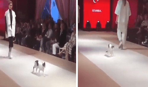 Vía YouTube: desfile de modas realizado en Turquía es interrumpido por tierno gato [VIDEO]