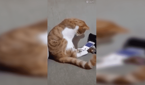 Facebook Viral: Así reaccionó un gato al ver fotos de su dueña fallecida [VIDEO]