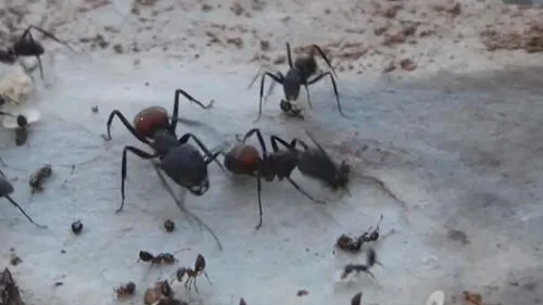 Facebook: hormigas gigantes se enfrentan con sus "hermanitas" [VIDEO]
