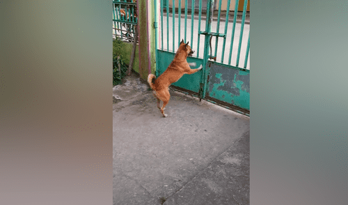 Desliza las imágenes para ver la increíble conducta que tuvo un perro para salir de casa. Fotocapturas: ViralHog/YouTube Desliza las imágenes para ver la increíble conducta que tuvo un perro para salir de casa. Fotocapturas: ViralHog/YouTube