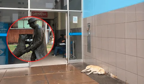 Vía Facebook: adoptan a 'Hachiko peruano' que esperaba a su dueño que murió en hospital [FOTOS]