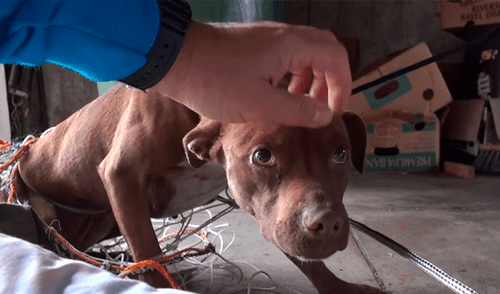 Youtube viral: Perro callejero recibe caricias por primera vez y su reacción conmueve a todos [VIDEO]