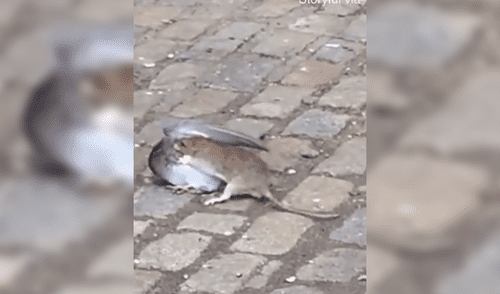 Facebook: Pelea al “estilo Pokémon” entre rata y paloma conmueve a usuarios [VIDEO]