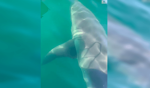 Facebook viral: familia disfrutaba de un paseo en bote y se topa con voraz animal marino que emergió del mar [VIDEO]