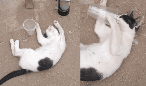Facebook: Gato tiene la fiesta de su vida y no recuerda nada de lo que ocurrió [VIDEO]