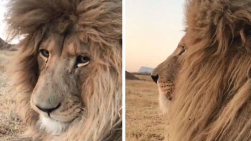 Vía Facebook: león 'rasta' se gana el corazón de miles por su trágica historia [VIDEO]