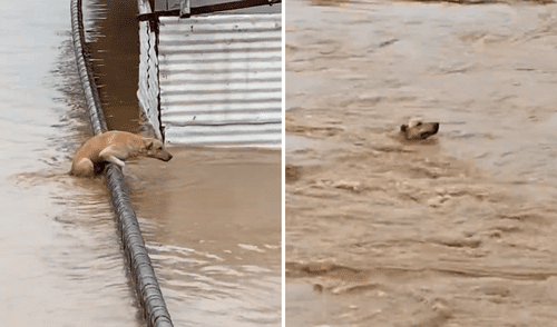 El can fue ayudado posteriormente por un poblador. Foto: ViralHog / YouTube Valiente perro nada para ponerse a salvo de la fuerte corriente de un río