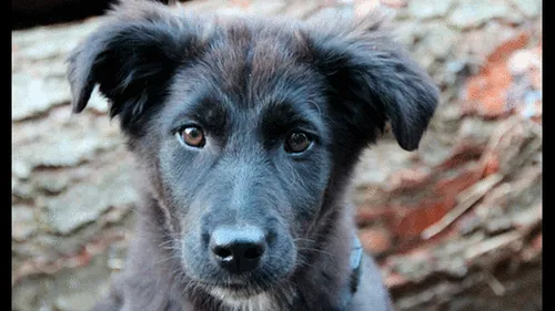 La historia detrás del Día del Perro sin Raza en el mundo 